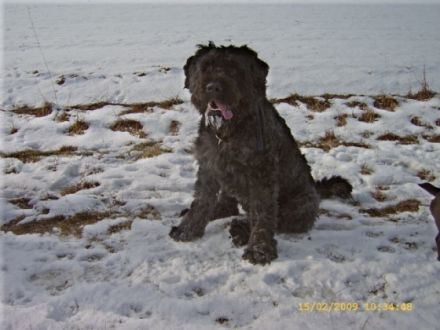 Die Hunde - Mensch Brücke