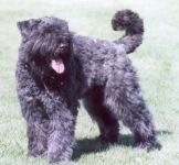 Die Hunde - Mensch Brücke