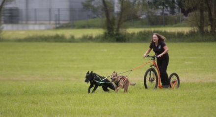 Hundeschule & Verhaltensberatung Nadin Riderer