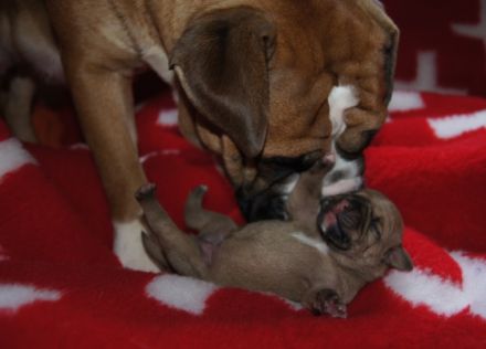 Continental Bulldog      Green Bogey's