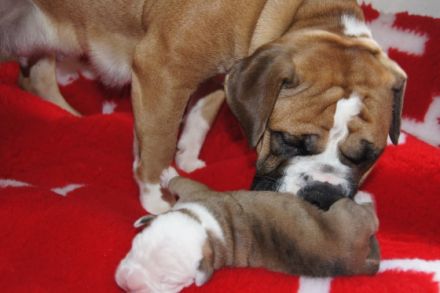 Continental Bulldog      Green Bogey's