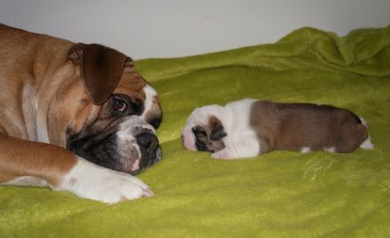 Continental Bulldog      Green Bogey's