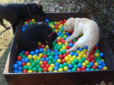Hundeschule Limes Dog im fränkischem Seenland