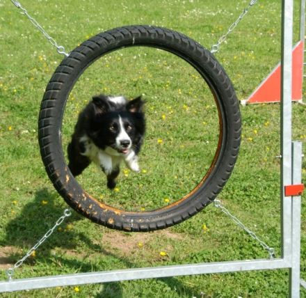 Hundeschule Limes Dog im fränkischem Seenland