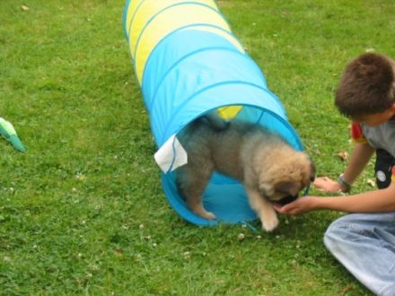 Mobile Hundeschule Best Friends