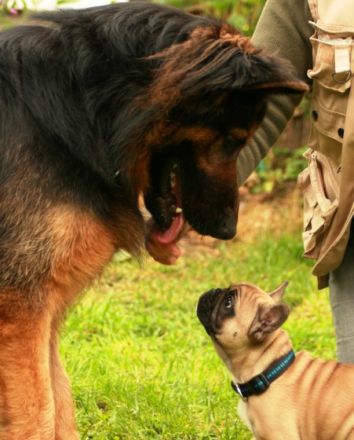 Mobile Hundeschule Best Friends