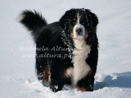 Jr.Ch. BARBARIAN BARBAROSSA Altura