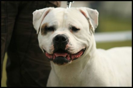 American Bulldog of the Black Pearl