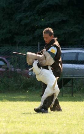 American Bulldog of the Black Pearl