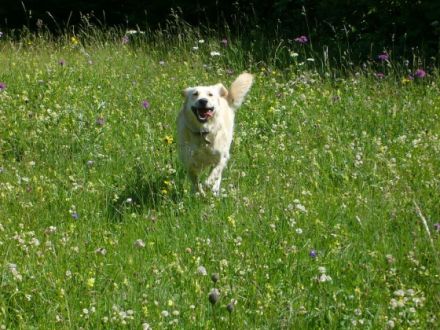 Naturheilpraxis für Tiere Haidhausen