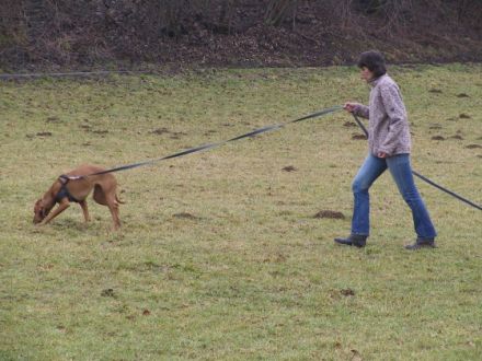 Hundschule DOGS COLLEGE Renate Geduhn