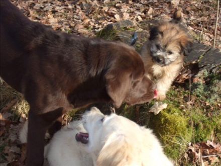 Hundschule DOGS COLLEGE Renate Geduhn