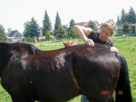 Mobile Tierphysiotherapie Silvia Schmidt