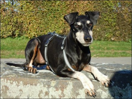 The black Hurrican`s