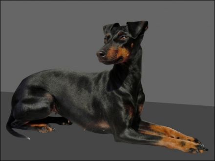 The black Hurrican`s