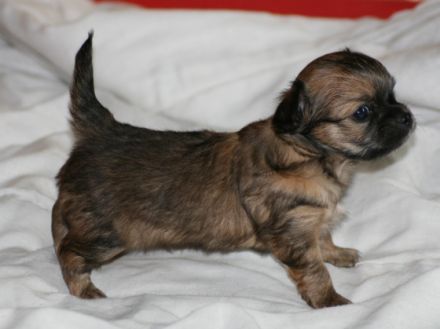 del Arco Iris del amor