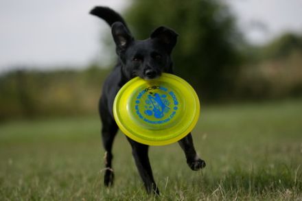 paws2jump - Discdogging Seminare