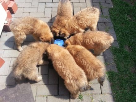 Tervueren von Danuwa