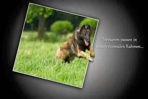 Tervueren von Danuwa