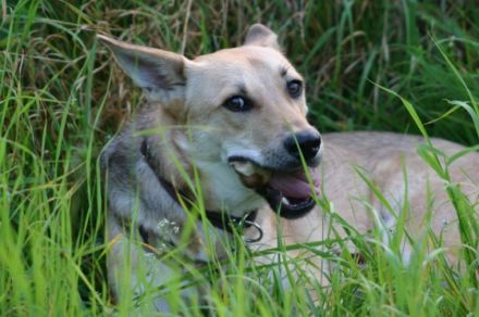 Hundeschule-Artgerecht