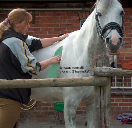 Mobile Tierheilpraxis Melanie Müller