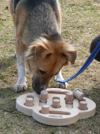 Hundeschule 'der rote Hund'