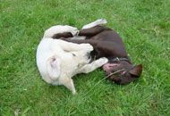 Hundeschule Rhein-Wupper