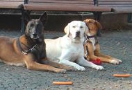 Hundeschule Rhein-Wupper