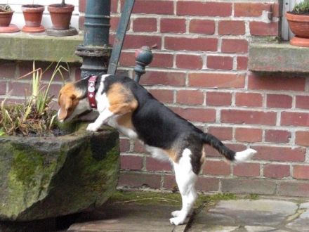 Hundepension Blaumühle