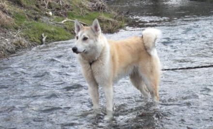 Hundepension Blaumühle