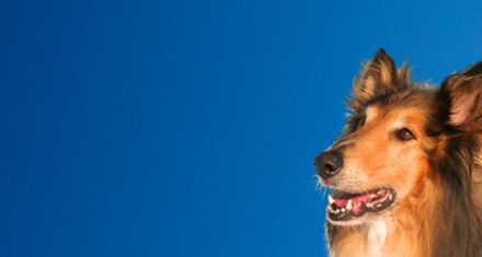 Regensburger Schnauzen