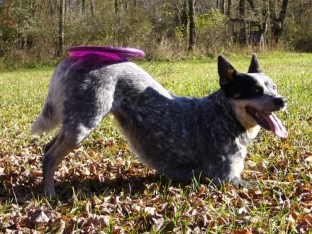 von den wilden Strolchen