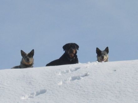 von den wilden Strolchen