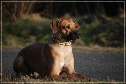 Hundeschule Dog Campus