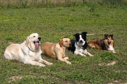 Hundeschule Dog Campus