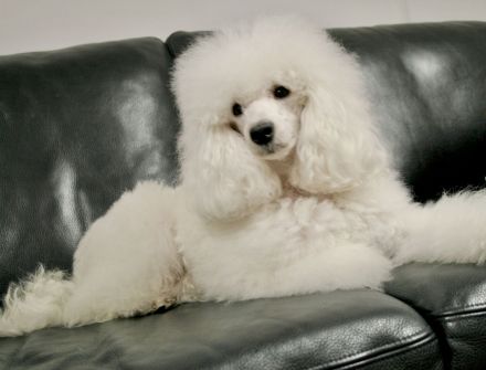 La petite beauté (FCI)