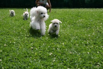 La petite beauté (FCI)