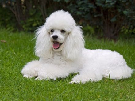 La petite beauté (FCI)