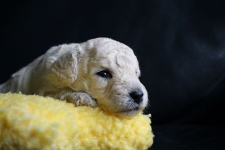 La petite beauté (FCI)