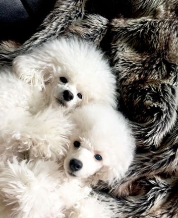 La petite beauté (FCI)