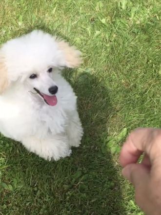 La petite beauté (FCI)