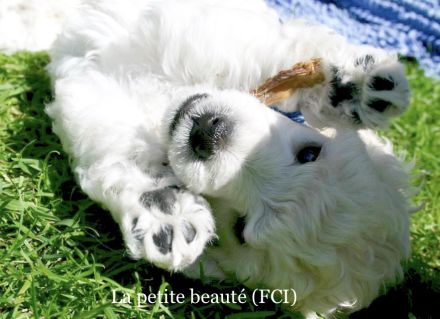 La petite beauté (FCI)