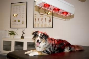 Praxis für Tierphysiotherapie - Lisa Keller