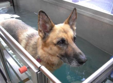 Praxis für Tierphysiotherapie - Lisa Keller