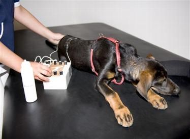 Praxis für Tierphysiotherapie - Lisa Keller