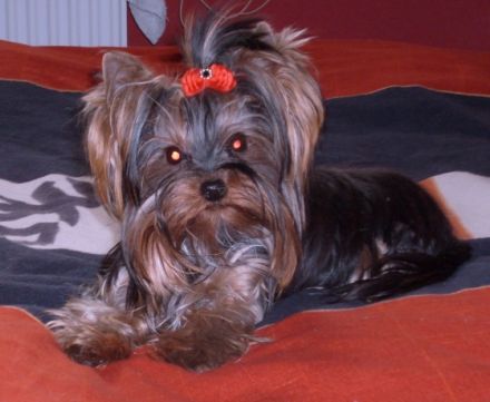 de les petite`s diable