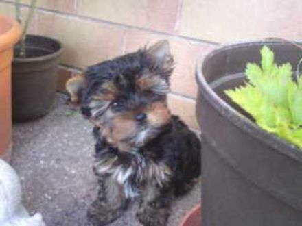 de les petite`s diable