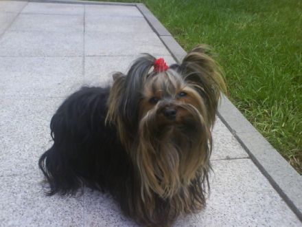 de les petite`s diable