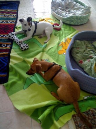 Hundeschule-Hundetraining/Therapie Berliner Norden