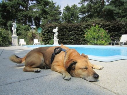 Hundeschule-Hundetraining/Therapie Berliner Norden